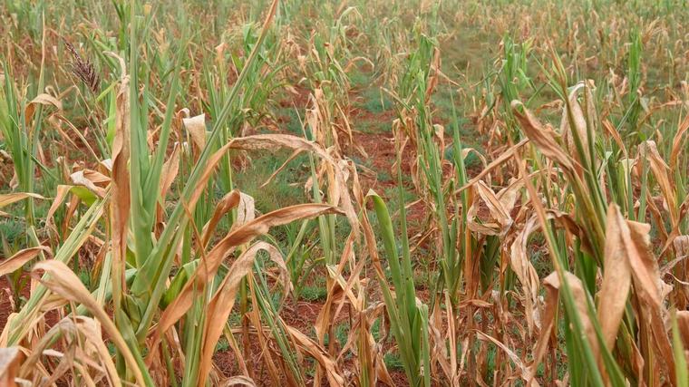 Drought-hit farmers wary of replanting