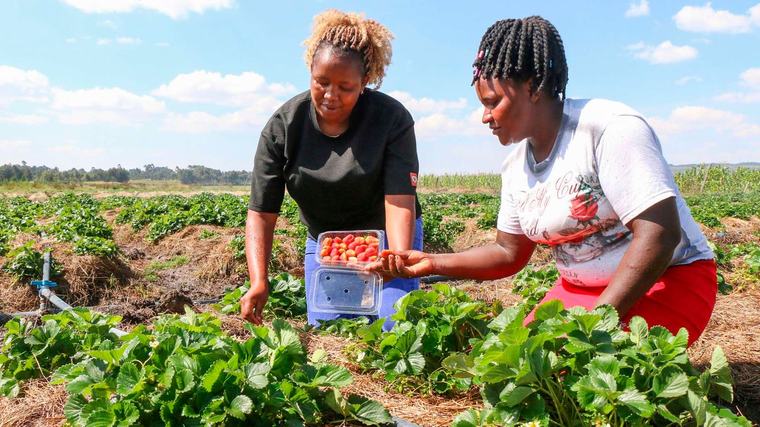 From cabbages to premium strawberries: A woman's success story