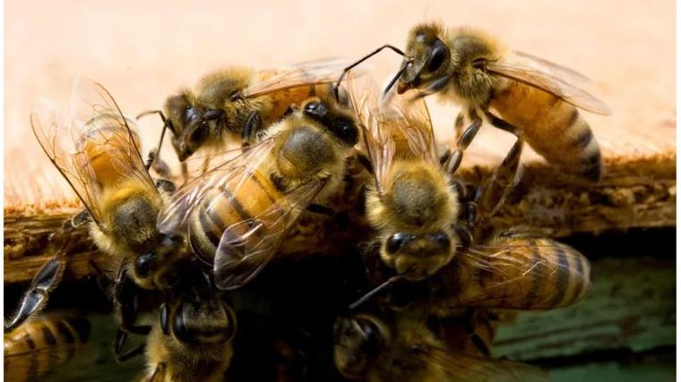 How bee venom therapy offers pain relief in Tanzania, but safety risks remain