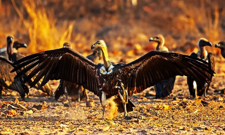 Southern African countries launch Vulture Safe Zone Alliance and Guidelines to protect scavenging birds