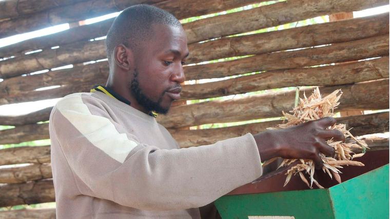 How crop diversification is stabilising incomes in arid Kenya