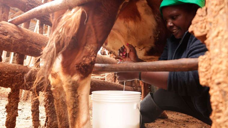 Are Kenya’s cows stressed? Expert explains milk shortage, gives tips for detecting adulteration