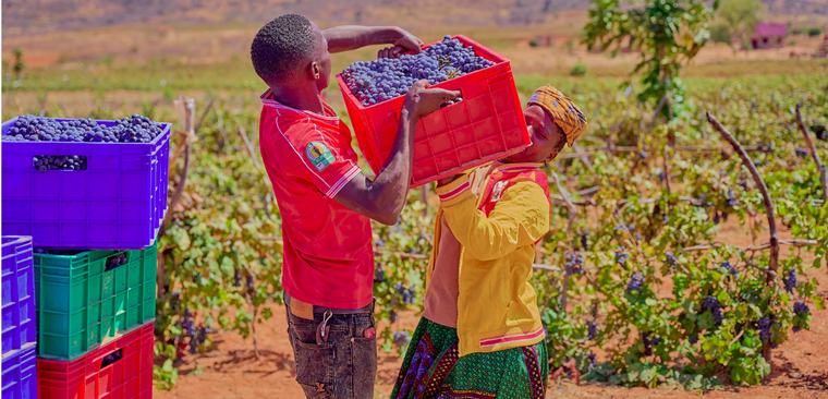 Grape harvests surge in Dodoma
