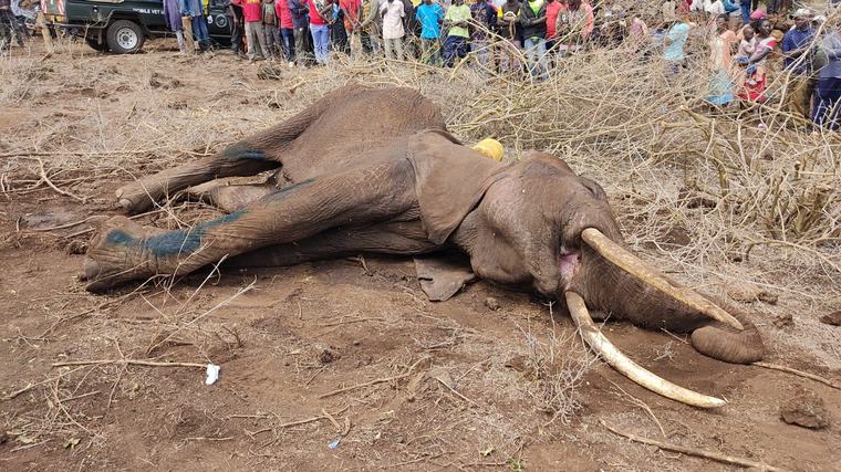 Heartbreaking footage captures final moments of elephant poisoned with cyanide